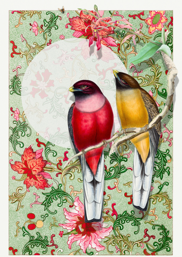 Garden Songbirds