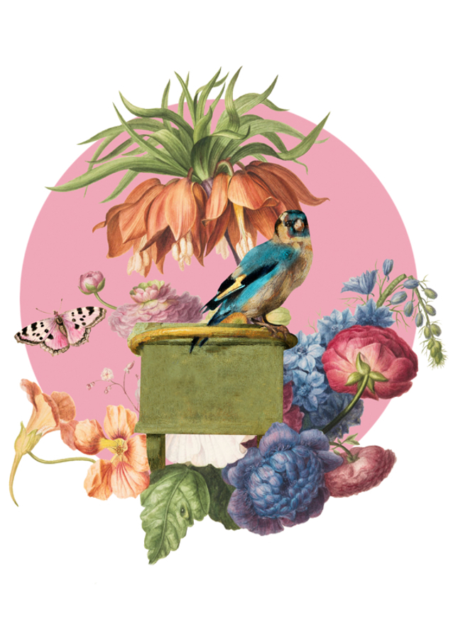 Colorful Bird Perched On A Box