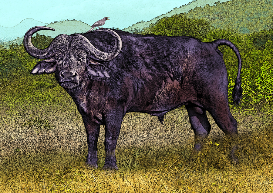 Buffalo in a Grassy Savanna Landscape