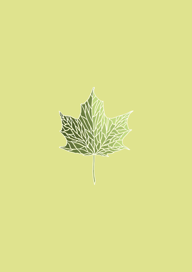 Maple leaf
