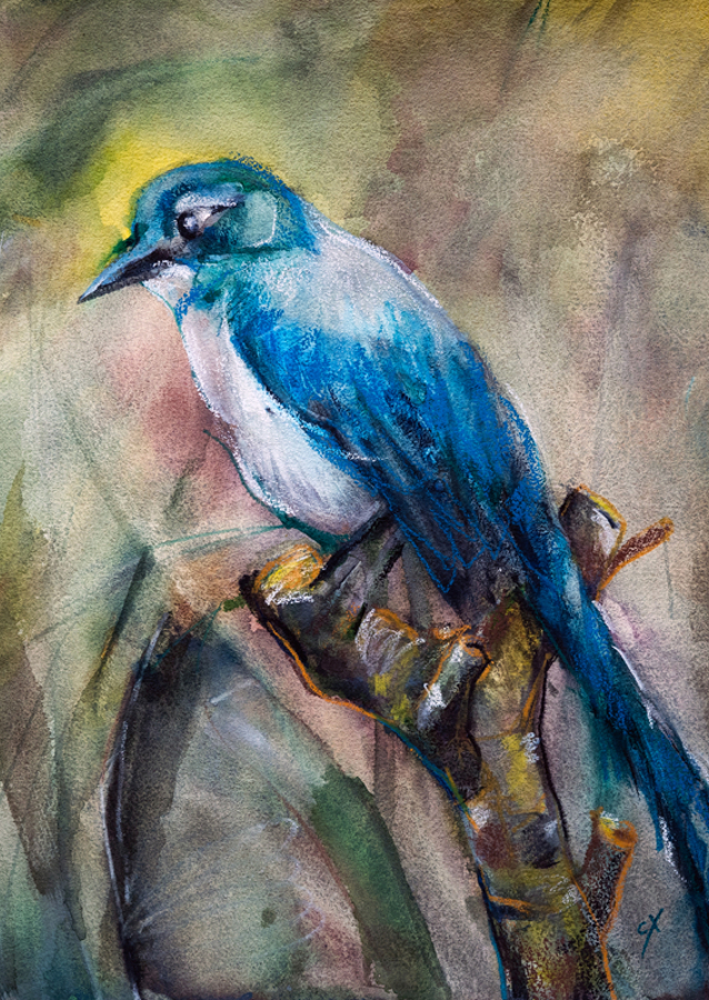 Blue Jay in the Morning Haze