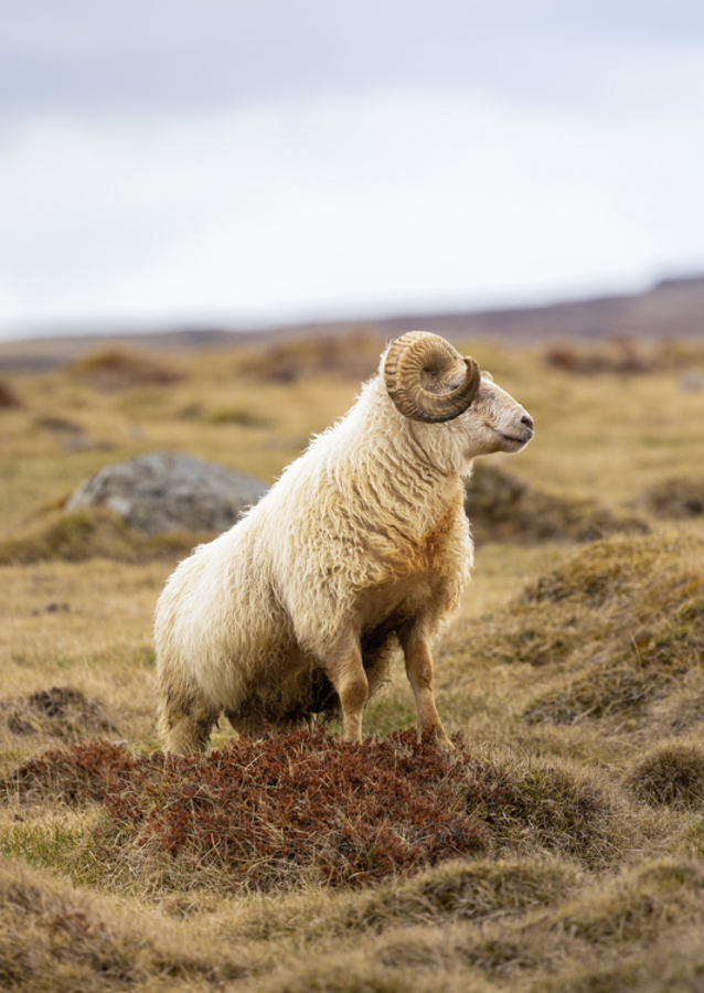 Lone Ram of the North