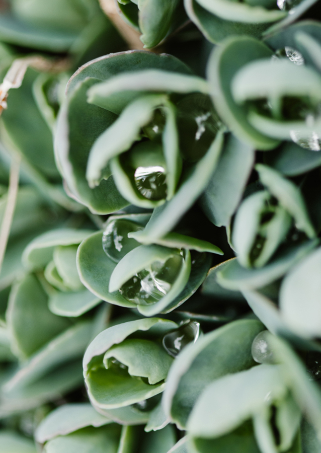 Droppeds of succulents