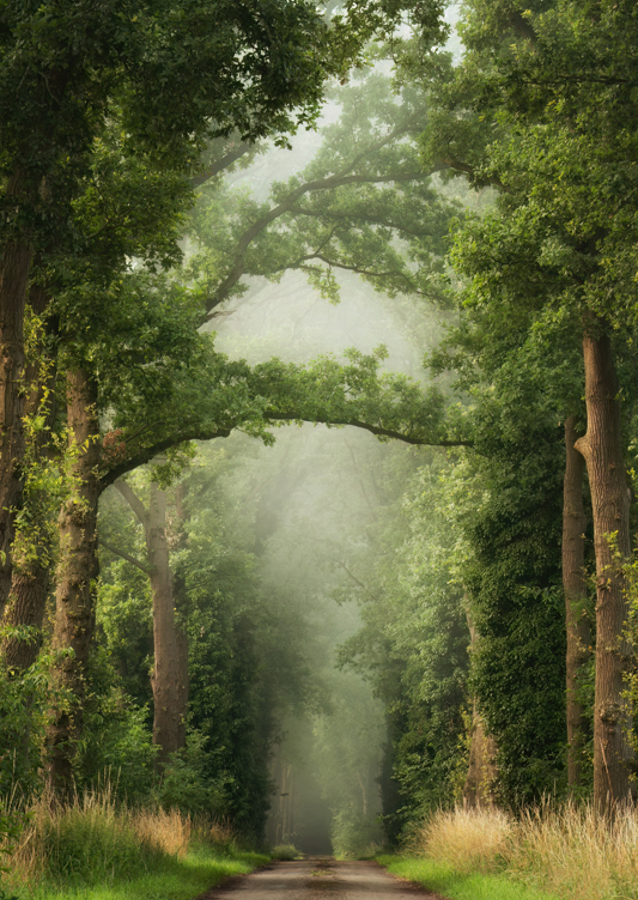 Misty summer forest road