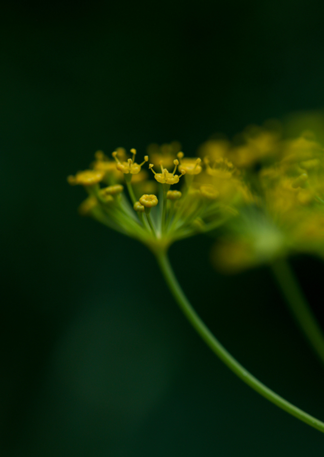 Dill flower at dusk
