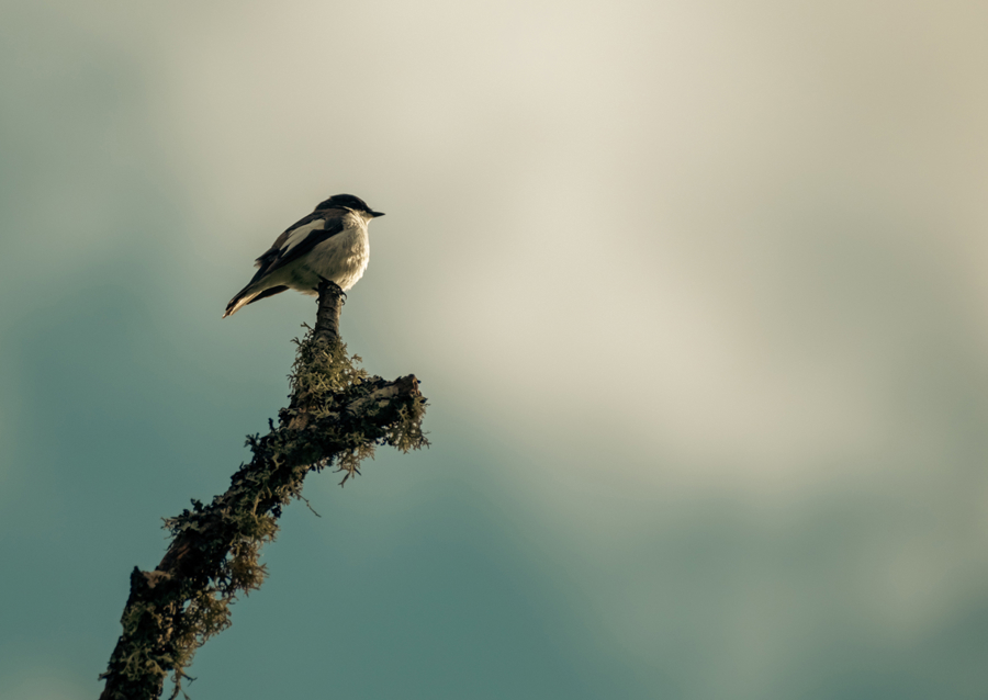 Kleiner Vogel auf Ast