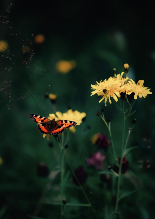 The butterfly on the flower 
