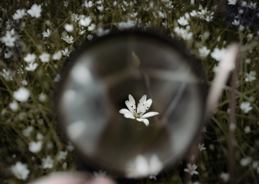 Blume im Vergrößerungsglas