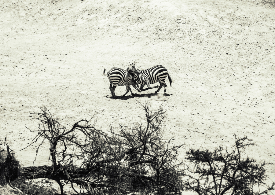 Zebras fighting on the savanna