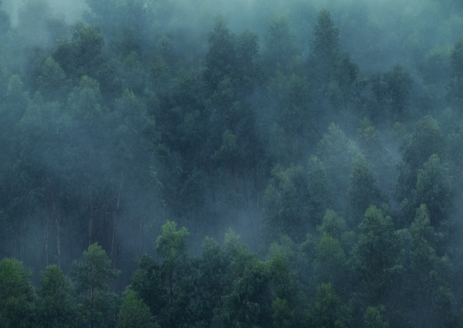 Misty Forest Portugal