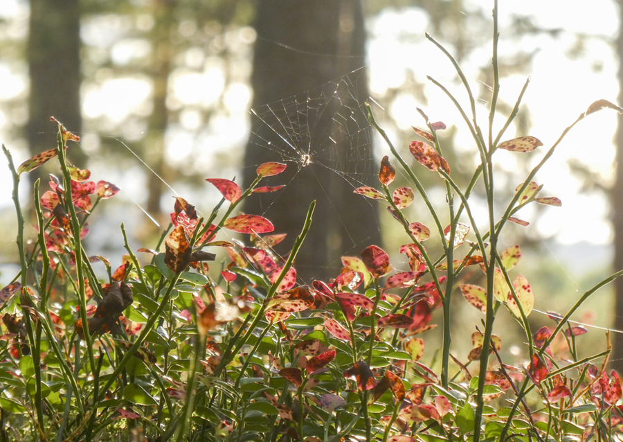 Autumn in the blueberry forest