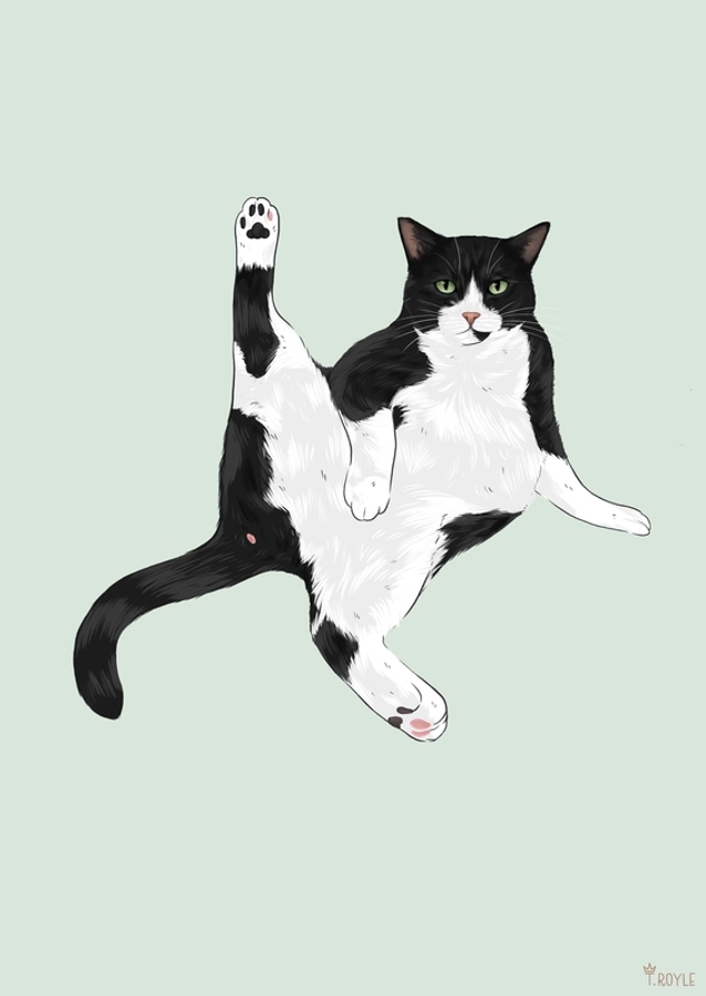 Yoga Cat