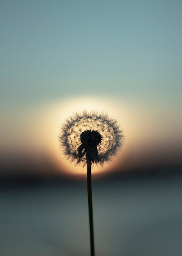 The nature of tomorrow