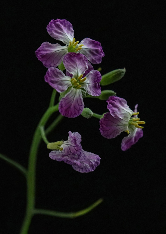 Wild radish flower