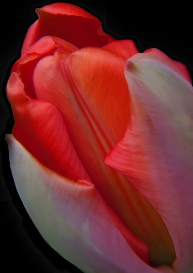 red tulip blossom