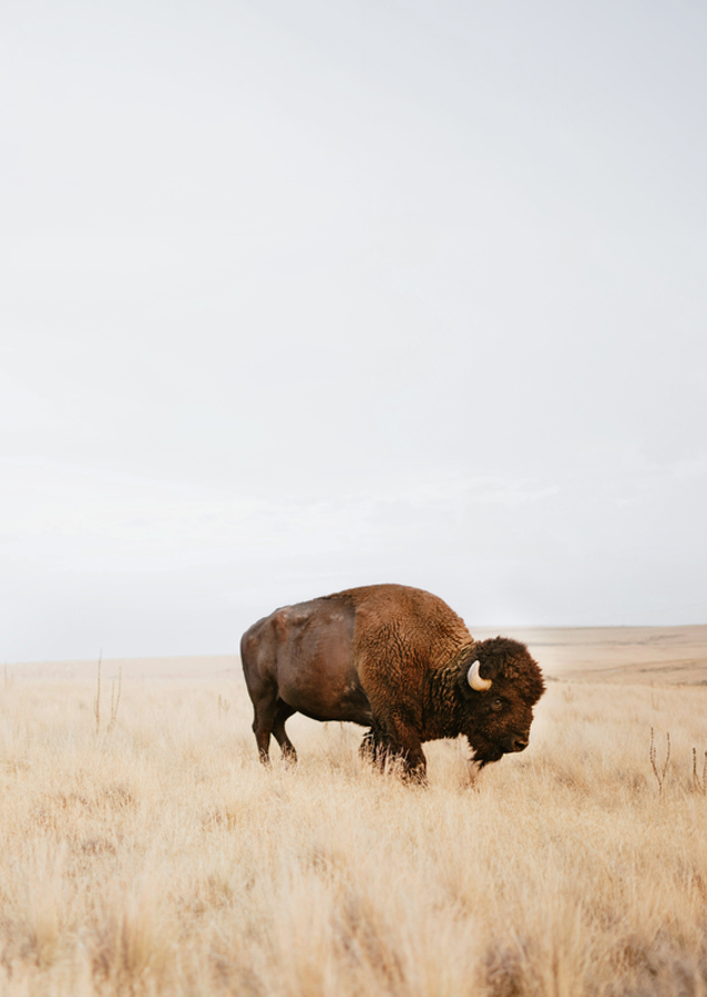  Rustic Bison