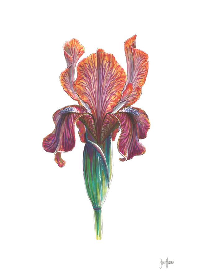 Iris