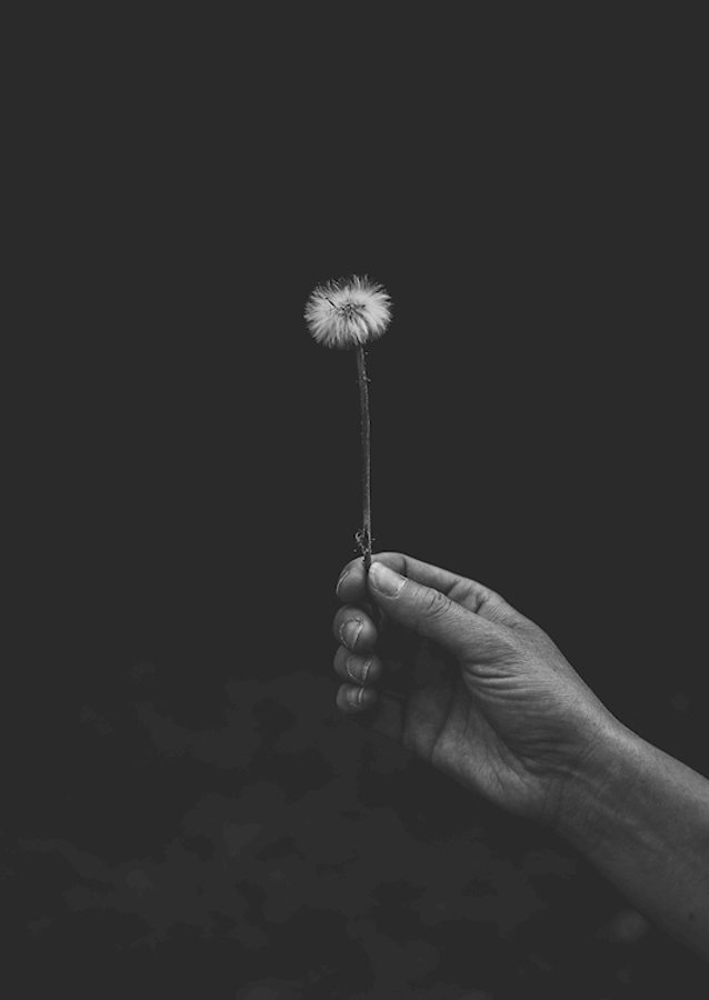 Dandelion