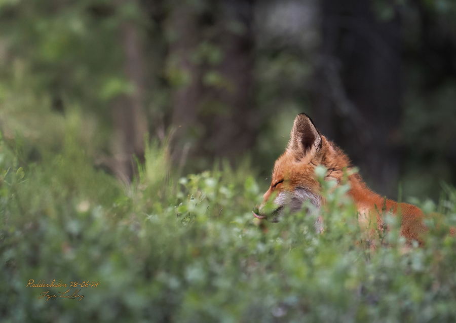 Ræveunge i solstråle