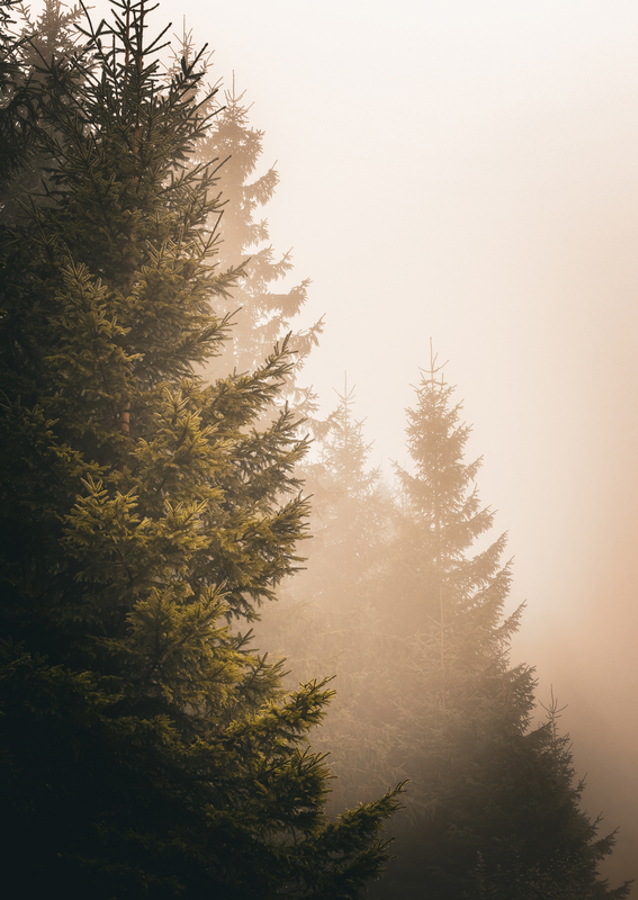 A köd suttogása: Az elvarázsolt erdő nyugalma