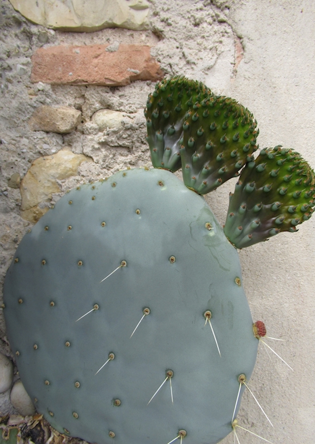 Cactus