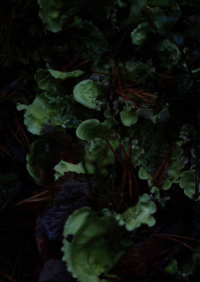 En frodig undervegetation