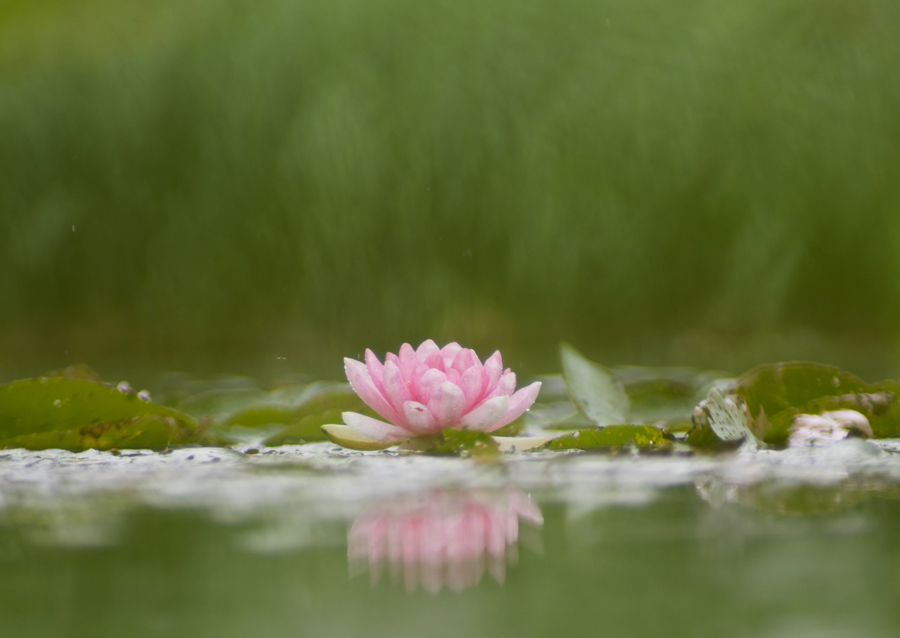 Sereniteit in bloei: de weerspiegeling van een waterlelie