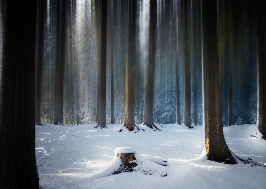 Where the Forest Sleeps