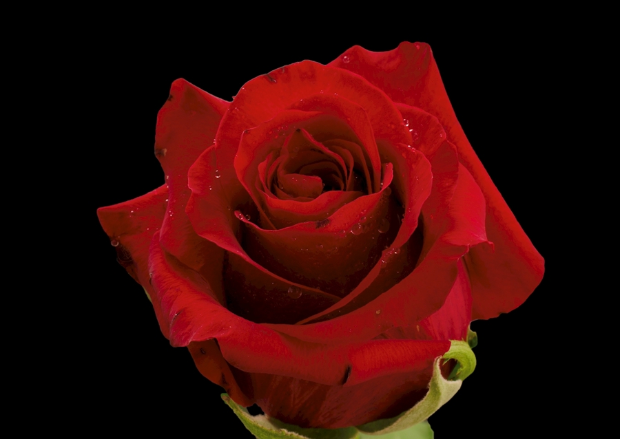 Red rose
