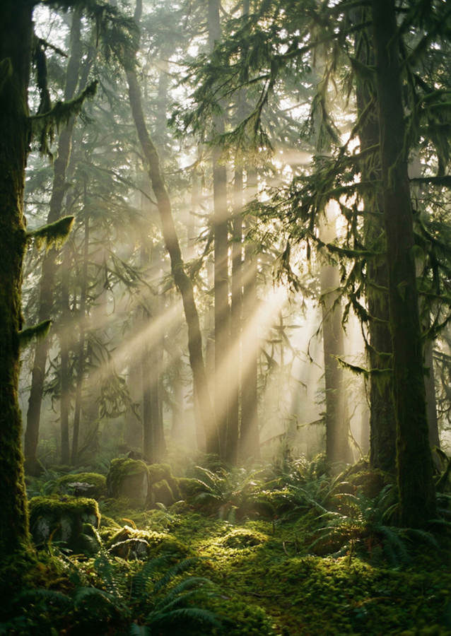 Lush forest - peaceful magic of nature