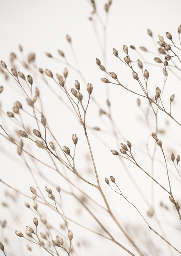 Whispers of Nature: Delicate Dried Flora