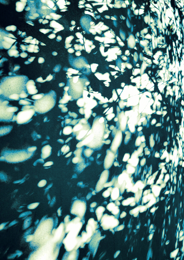 Whispers of Nature: Shadow Play