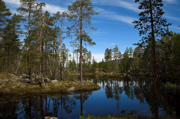 Poster: Étangs forestiers - Peter Rolén