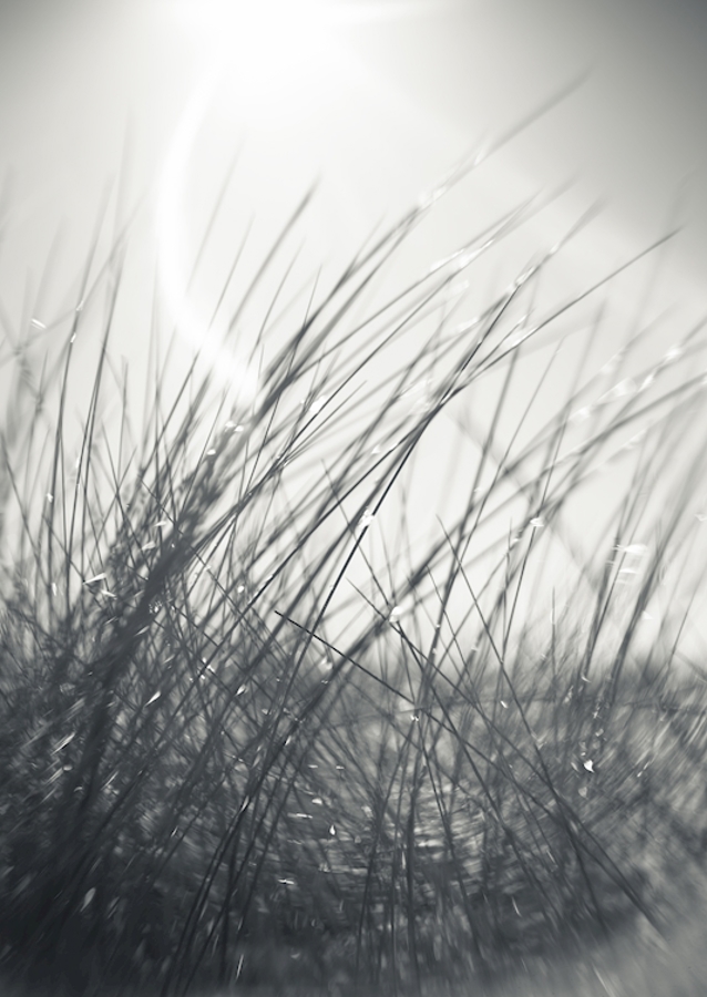 The sunbathing grass..