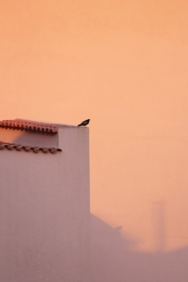 Poster: Den lille fuglen