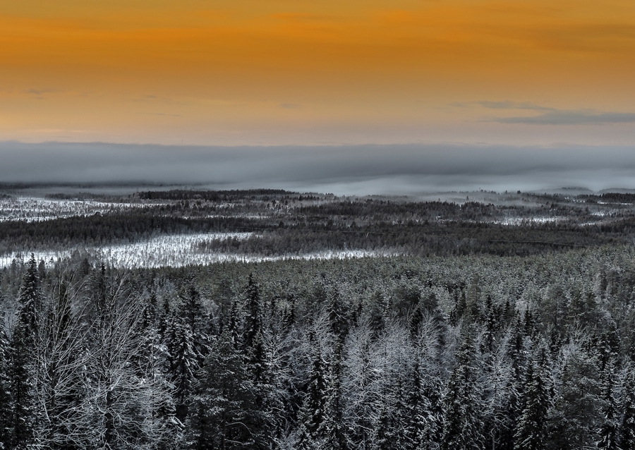 Zimní lesní krajina