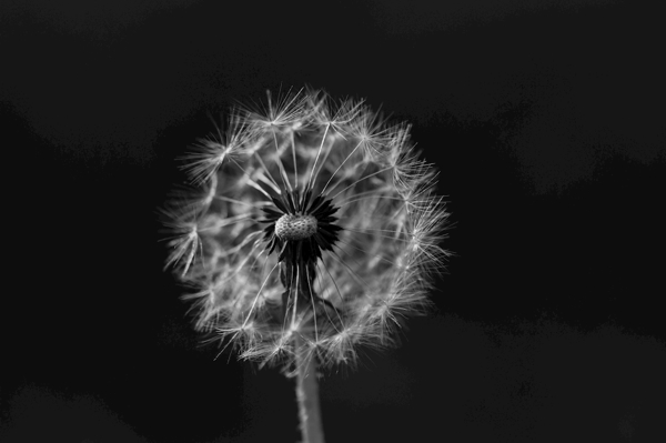 Poster: Feu d’artifice noir et blanc - Sylvia Strömbäck