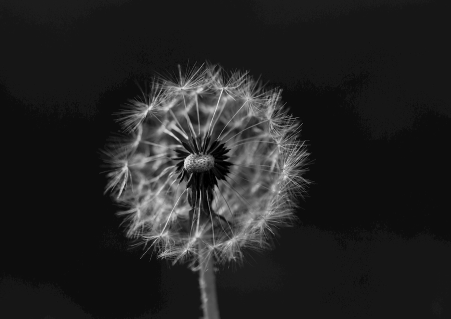 Feu d’artifice noir et blanc