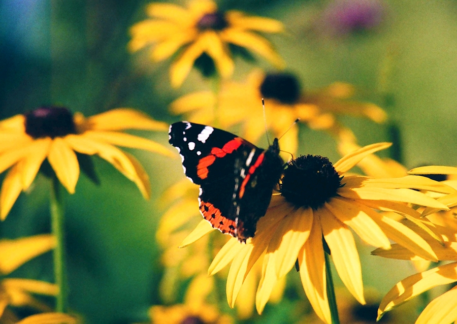Vad tänker fjärilar på?