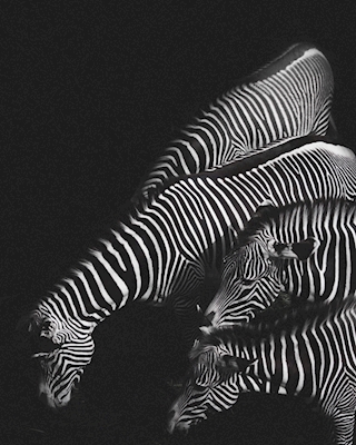 Poster: Zebra
