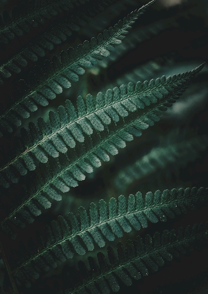 Poster: Les plus petits motifs de la nature - Ulrica Hållén