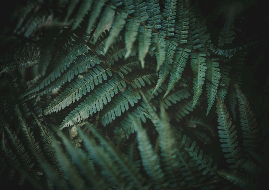 Dans un monde de rêve désordonné 