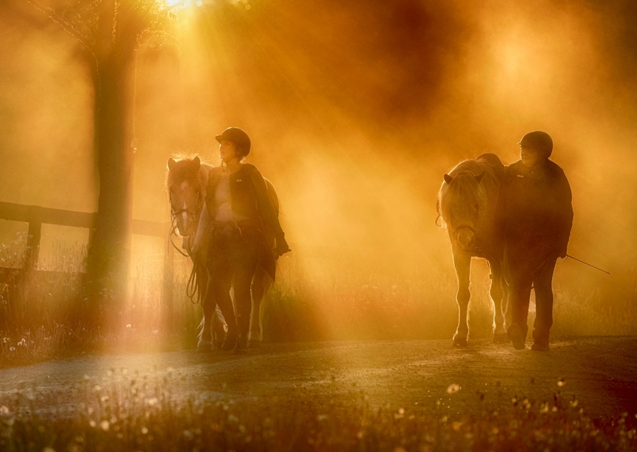 Pferde bei Sonnenuntergang