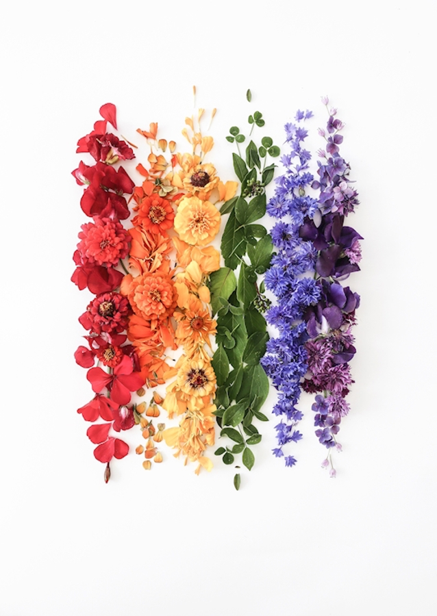 Flower Rainbow