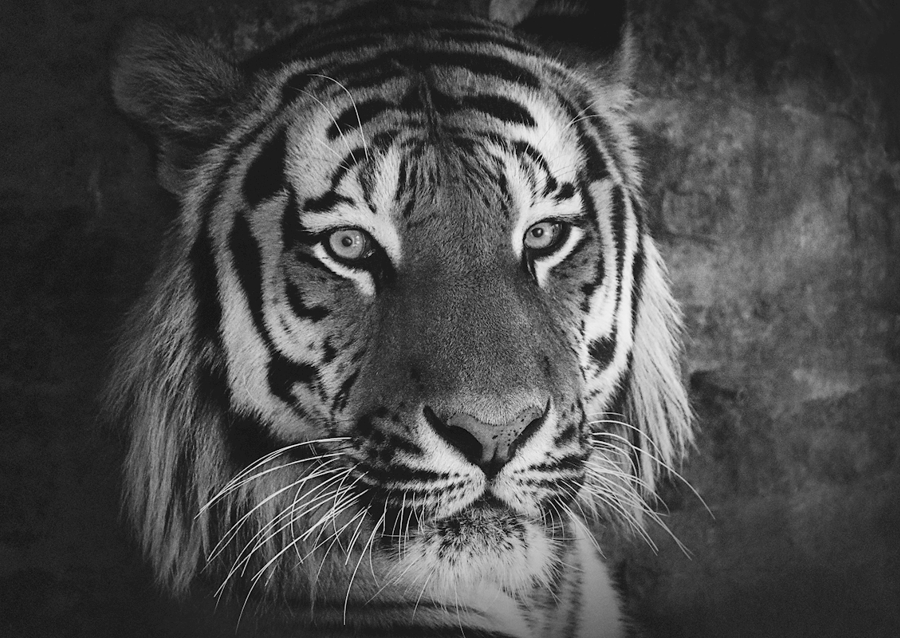 Tigre