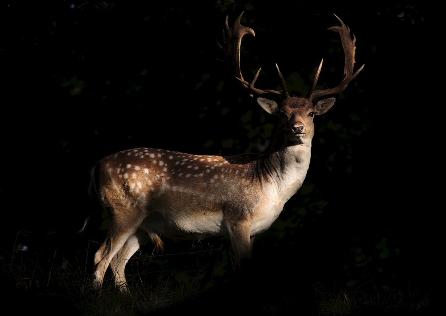 A Fallow Deer in sunset