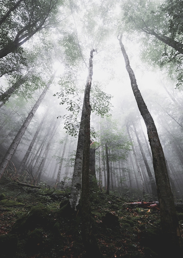 Moody morning in the woods