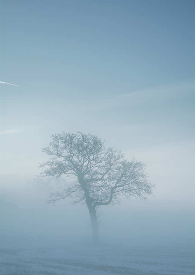 The Lonely Tree