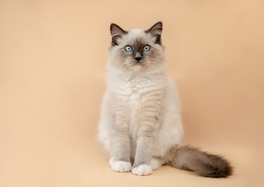 cutest ragdoll kitty ever