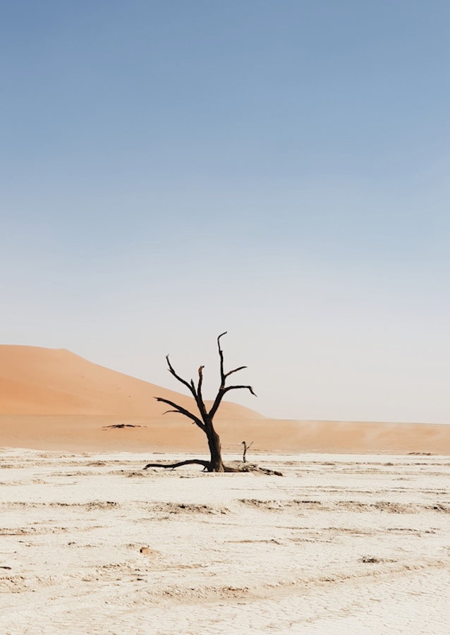 Ośmiornica warzywna